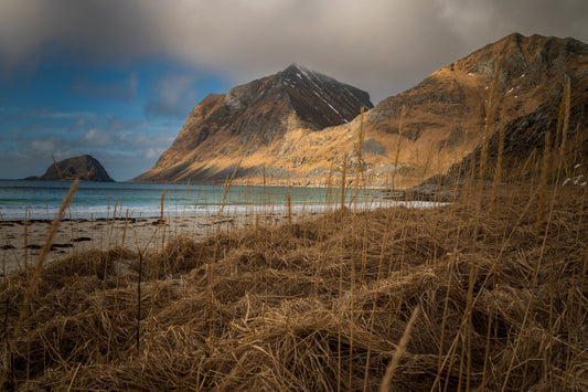 Beach grass in golden light with snow-capped Lofoten mountains, Norway